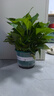 雙盟綠蘿盆栽除甲醛花卉綠植辦公室新房凈化空氣180加侖4盆裝源頭直發(fā) 曬單實拍圖