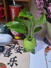 創(chuàng  )意柿子花瓶水養綠蘿水培花盆陶瓷柿柿如意北歐客廳桌面裝飾擺件 綠桃子水培花瓶 (不含植物) 曬單實(shí)拍圖