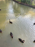漫生活趕海工具套裝沙灘挖沙玩具鐵鍬鋤頭水桶鏟子夾子耙挖土種菜6件套 曬單實(shí)拍圖