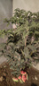 愛(ài)優(yōu)尚桂花樹(shù)苗四季桂盆栽可食用開(kāi)花香室內外陽(yáng)臺客廳源頭直發(fā) 曬單實(shí)拍圖