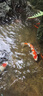 瘋狂水草錦鯉專(zhuān)用飼料魚(yú)食錦鯉觀賞魚(yú)飼料大顆粒5斤魚(yú)糧增體三合一不渾水 曬單實(shí)拍圖