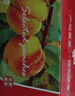京覓山東蒙陰黃桃錦繡黃桃凈重4.5斤 單果150g+生鮮水果源頭直發(fā)包郵 曬單實(shí)拍圖