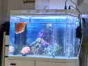 京霽魚(yú)缸背景貼紙pvc缸外裝飾造景水族箱純黑色背景壁紙玻璃裝飾貼膜 魚(yú)缸背景貼/H款膠貼【高40*長(cháng)62】 曬單實(shí)拍圖