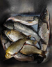 魚(yú)誘過(guò)江風(fēng)釣魚(yú)顆粒餌料正品鮮丹餌鄧剛推薦強效誘魚(yú)餌四季通用野釣餌 2瓶【霧化均 誘魚(yú)猛】 曬單實(shí)拍圖