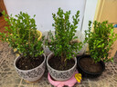 邇英閣黃楊盆景耐寒辦公室內(nèi)盆栽四季常青好養(yǎng)客廳花卉庭院樹苗桌 黃楊盆栽45厘米高 買兩盆送一盆（到手三盆） 不含盆  根部帶土球發(fā)貨  包成活 曬單實拍圖