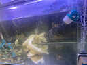 HIDOM 希騰魚(yú)缸造浪泵 沖浪泵 WM-301單頭8W  水族箱大流量打浪泵 曬單實(shí)拍圖