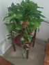 雙盟綠蘿盆栽除甲醛花卉綠植辦公室新房?jì)艋諝?60紅1盆源頭直發(fā) 曬單實(shí)拍圖