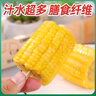 京地達云南水果玉米段 凈重4斤單果100g+ 0添加即食低脂甜玉米 源頭直發(fā) 曬單實(shí)拍圖