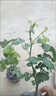 1米6大苗薔薇花苗藤本月季花爬藤植物四季開花盆栽玫瑰陽臺種植 粉色龍沙寶石【四季開花 大花 濃香】不含盆 中苗50-60厘米 曬單實拍圖