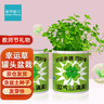 植男植女幸運草罐頭盆栽 兒童種植小盆栽綠植種子diy室內教師節禮物 曬單實(shí)拍圖