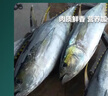 新鮮金槍魚一整條進(jìn)口深海捕撈冷凍生鮮海魚日式料理無污染刺身魚 深海4-7斤/2條【吃爽】 曬單實拍圖