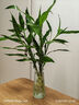 【富貴竹】水培節節高室內綠植客廳招財植物鮮花卉好養常綠七夕 綠色水培富貴竹60cm5枝 曬單實(shí)拍圖