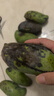 壹萌果蔬金煌芒芒果 當(dāng)季現(xiàn)摘廣西大芒果新鮮水果青皮芒果整箱送禮 5斤精品果【單果150g+】 凈4.5斤 曬單實拍圖