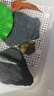 萌龜飼家皖南純種北石小青龜發(fā)色黃喉龜幼龜苗觀(guān)賞寵物烏龜活物石金錢(qián) 2-3厘米未發(fā)色 1只皖喉小青 曬單實(shí)拍圖