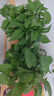 雙盟綠蘿盆栽除甲醛花卉綠植辦公室新房?jì)艋諝?80托盤(pán)4盆裝源頭直發(fā) 曬單實(shí)拍圖