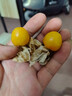 果犇犇東北姑娘果特大應(yīng)季燈籠果水果新鮮現(xiàn)貨甜菇?jīng)霎?dāng)季整箱黃菇娘果 5斤精品裝 曬單實拍圖