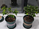 臨雅四季桂花盆栽樹(shù)苗新中式盆景矮樁辦公室桌面綠植物流油盆源頭直發(fā) 曬單實(shí)拍圖