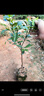 沃柑樹(shù)苗地栽盆栽南方北方種植橘子樹(shù)苗柑桔果樹(shù)苗嫁接沙糖桔樹(shù)苗 091無(wú)核沃柑4年苗【帶土帶葉發(fā)貨 80cm(含)-89cm(含) 曬單實(shí)拍圖