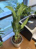 富貴竹盆栽植物室內凈化空氣綠植荷花竹辦公室桌面四季好養小盆栽 荷花竹+節節高升盆+方底座【1盆】 盆口直徑約8cm 曬單實(shí)拍圖