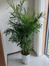 天堂鳥(niǎo)大型植物發(fā)財樹(shù)各種盆栽開(kāi)業(yè)喬遷客廳辦公室內好養大型花卉 【精品】夏威夷椰子1.3-1.4m+鉆石盆 曬單實(shí)拍圖