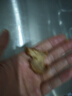 順豐原切純牛腱子肉黃牛肉新鮮生牛肉不調(diào)理散養(yǎng)黃牛腱子肉 【品質(zhì)】新鮮精選牛腱-5斤 【新鮮源頭直發(fā)】 曬單實(shí)拍圖