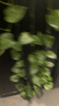 babycare山茶花蘿卜褲純色兒童秋季褲子運動(dòng)休閑長(cháng)褲 淺木色 90 曬單實(shí)拍圖