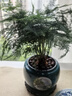 文竹盆景植物 室內綠色盆栽桌面吸甲醛凈化空氣觀(guān)葉花卉綠植 大文竹5年苗【2盆】 不含盆 曬單實(shí)拍圖