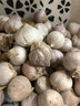 志褚獨(dú)頭蒜大蒜頭 2024云南大理紫皮獨(dú)蒜 精品新鮮現(xiàn)挖濕蒜 3斤裝【大果3.0-3.5cm】 曬單實(shí)拍圖