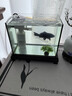 臺灣純種普身蝴蝶鯉觀(guān)賞魚(yú)冷水魚(yú)大鰭大尾冷水魚(yú)好養耐活包郵包活 貴妃黑色5-8公分1條 曬單實(shí)拍圖