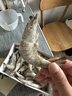 冰鮮部族國產(chǎn)青島大蝦白蝦青蝦基圍蝦鮮蝦冷凍生鮮蝦類鮮活特大海捕整箱裝 15-17cm整箱 3斤(凈重) 曬單實拍圖