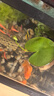 水培一葉蓮浮萍迷你水草凈化水質(zhì)魚缸造景睡蓮花水生水養(yǎng)花卉植物 一葉蓮 【1片裝】尺寸8-11厘米 曬單實拍圖