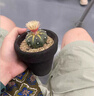 星兜實生仙人球名貴多肉植物開花黃金兜辦公桌幼兒園小盆栽 星兜+D129 曬單實拍圖