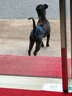 狗狗避孕褲母狗防交配例假生理褲專用狗發(fā)情褲防交配防小狗神器 淺藍色 S碼-小型犬（腰圍24-32cm） 送三個生理棉片 曬單實拍圖