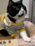 貓吖貓咪衣服秋冬保暖新款四腳背帶褲全包寵物狗狗衣服德文布偶防掉毛 黃色小熊背帶褲 L背長(cháng)35cm(貓10-16斤/狗9-13斤) 曬單實(shí)拍圖