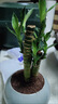 IXJSN富貴竹室內植物節節高桌面綠植好養步步高花卉文昌竹客廳招財盆栽 藍冰陶瓷盆+富貴竹+復古底座 曬單實(shí)拍圖