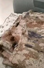 新款原廠(chǎng)正版冬夏季迷彩服戶(hù)外訓練服套裝防刮耐磨吸汗單上衣褲子 沙色套裝冬【衣+褲】 175/92-96 曬單實(shí)拍圖
