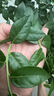 正宗四川藍莓樹(shù)苗盆栽?shī)W尼爾藍莓苗F6L25老樁當年結果果樹(shù)苗大全 2加侖 大盆(藍莓苗)包成活 含土 含葉 含肥 曬單實(shí)拍圖
