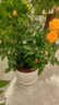 沭之美迷你玫瑰花苗盆栽陽(yáng)臺花卉玫瑰 迷你玫瑰【橙色】含原盆 源頭直發(fā) 曬單實(shí)拍圖
