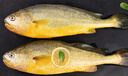 海名威 冷凍黃花魚(yú)700g/2條 寧德大黃魚(yú)地標(biāo) 海鮮水產(chǎn) 生鮮魚(yú)類(lèi)  曬單實(shí)拍圖