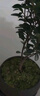 八芽 小葉赤楠盆景擺件室內(nèi)綠植花卉盆栽老樁客廳辦公室桌面好養(yǎng)植物 （【熱銷款】舍得紫砂盆赤楠+苔蘚+底座） 曬單實(shí)拍圖