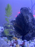 派樂(lè )特魚(yú)缸青龍石松皮石溪流石造景石天然真石頭草缸假山底砂盆景微景觀(guān) 曬單實(shí)拍圖