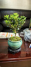 小葉赤楠盆景植物辦公花卉基地直銷(xiāo)批發(fā)綠植盆栽室內擺件花卉綠植 赤楠+綠色裂紋盆+苔蘚+圓底座 曬單實(shí)拍圖