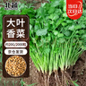 北蔬 香菜種子苗大葉芫荽耐熱四季蔬菜種籽 大葉香菜種子20g約2000粒 曬單實(shí)拍圖