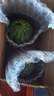 現(xiàn)摘現(xiàn)發(fā)2k西瓜當季手剝薄皮小糖丸西瓜新鮮水果冰糖子小西瓜 4-5斤（1-2個） 曬單實拍圖