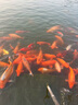 澇河橋供港 寧夏灘羊 去骨后腿肉凈重2斤/袋 原切羊腿肉 燒烤火鍋食材 曬單實拍圖