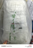 大白枕 [一對] + 小京研枕套 [一對] 100%健康原生纖維A類雙人枕 曬單實(shí)拍圖