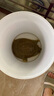 芮寶農(nóng)場(chǎng)【活鮮】漢壽5年甲魚(yú)鮮活3斤/只團(tuán)魚(yú)生鮮生鮮源頭直發(fā)包郵 曬單實(shí)拍圖
