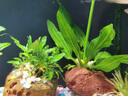 BIBK德國品質(zhì)魚(yú)缸除藻去苔劑青苔清除劑不傷魚(yú)池水藻藍綠黑毛藻去除克 魚(yú)池除藻劑【3斤】?jì)羲?曬單實(shí)拍圖