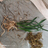 劉閣蘭花蘭花建蘭四季蘭天紅濃香時令花卉盆栽 3苗當(dāng)年開花裸根源頭直發(fā) 曬單實(shí)拍圖