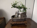 300天花期福建茶老樁盆栽造型好養室內辦公桌面植物中式禪意盆景 飄枝福建茶+基地原盆 曬單實(shí)拍圖